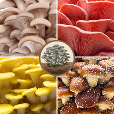 Flüssigmyzel | Flümy | Pilze