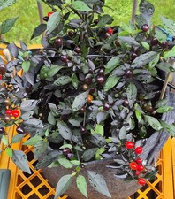 Chilisamen Black Pearl scharf