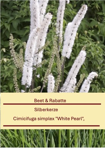 Cimicifuga simplex white - cimicifuga,